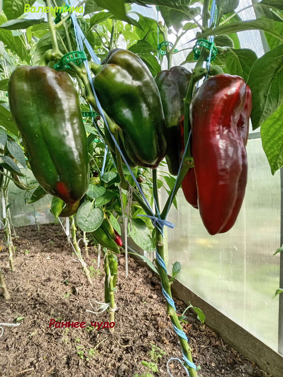 Сбор плодов затянулся.