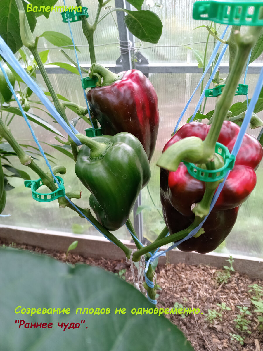 Какой из перцев сладкий. Конфитюр из острого перца. Какой из перцев сладкий. Какой из перцев сладкий. Какой из перцев сладкий.