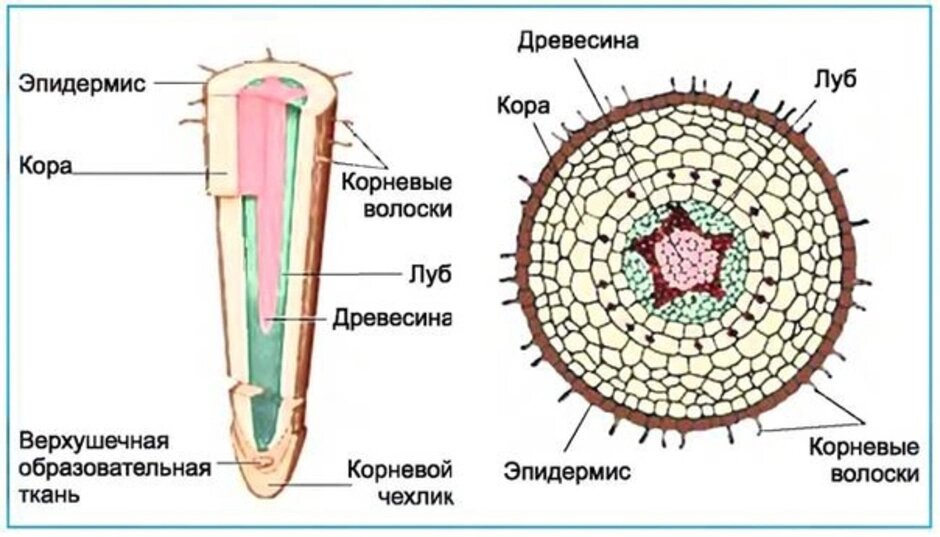 Как выглядит побег однодольного растения в разрезе