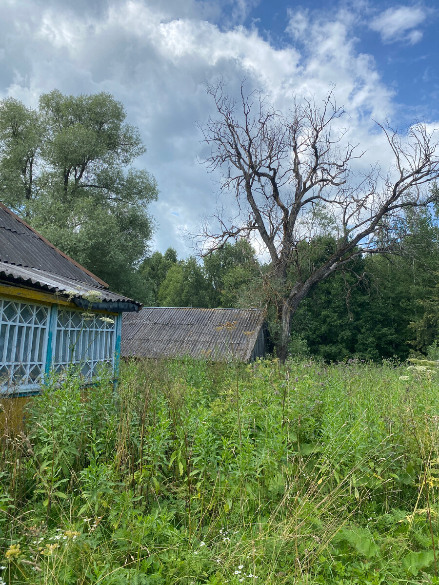 Бурьян - с половину высоты терраски.