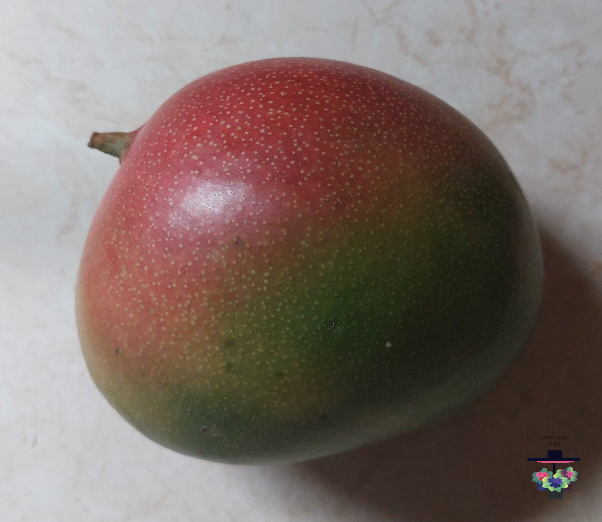 Я проращивала косточку вот из такого манго