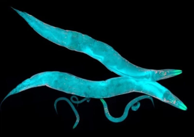 Черви Caenorhabditis elegans
