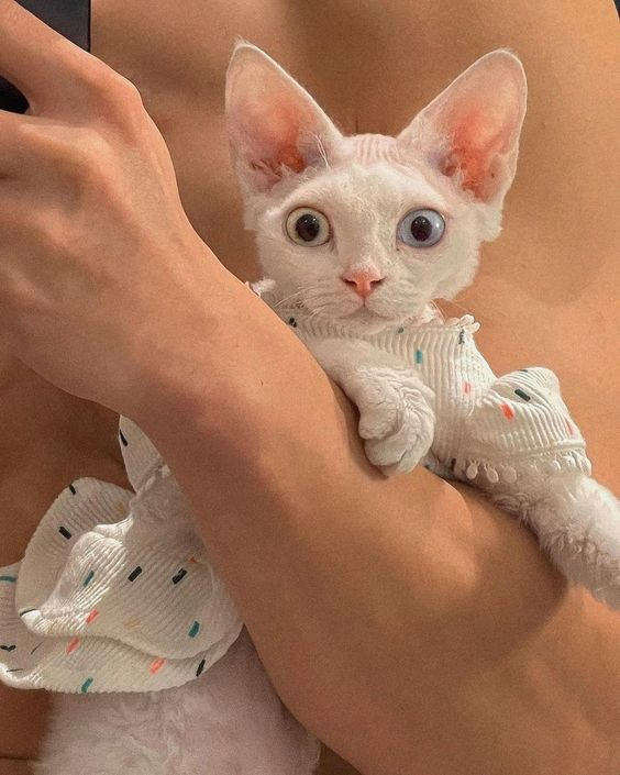 Котенок Девон-рекса