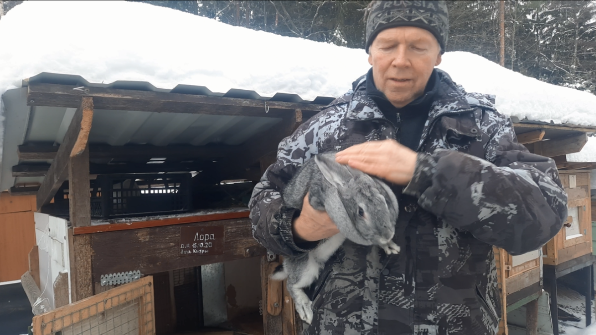 Одна из первых моих крольчих породы Советская шиншилла