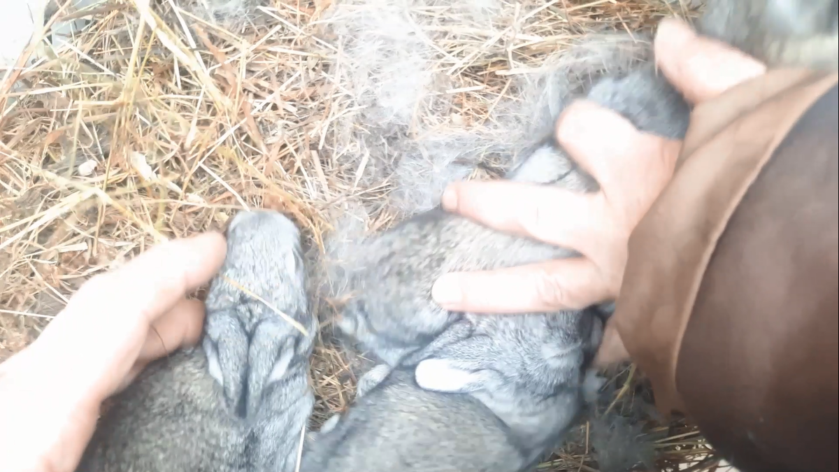 крольчатам 10 дня