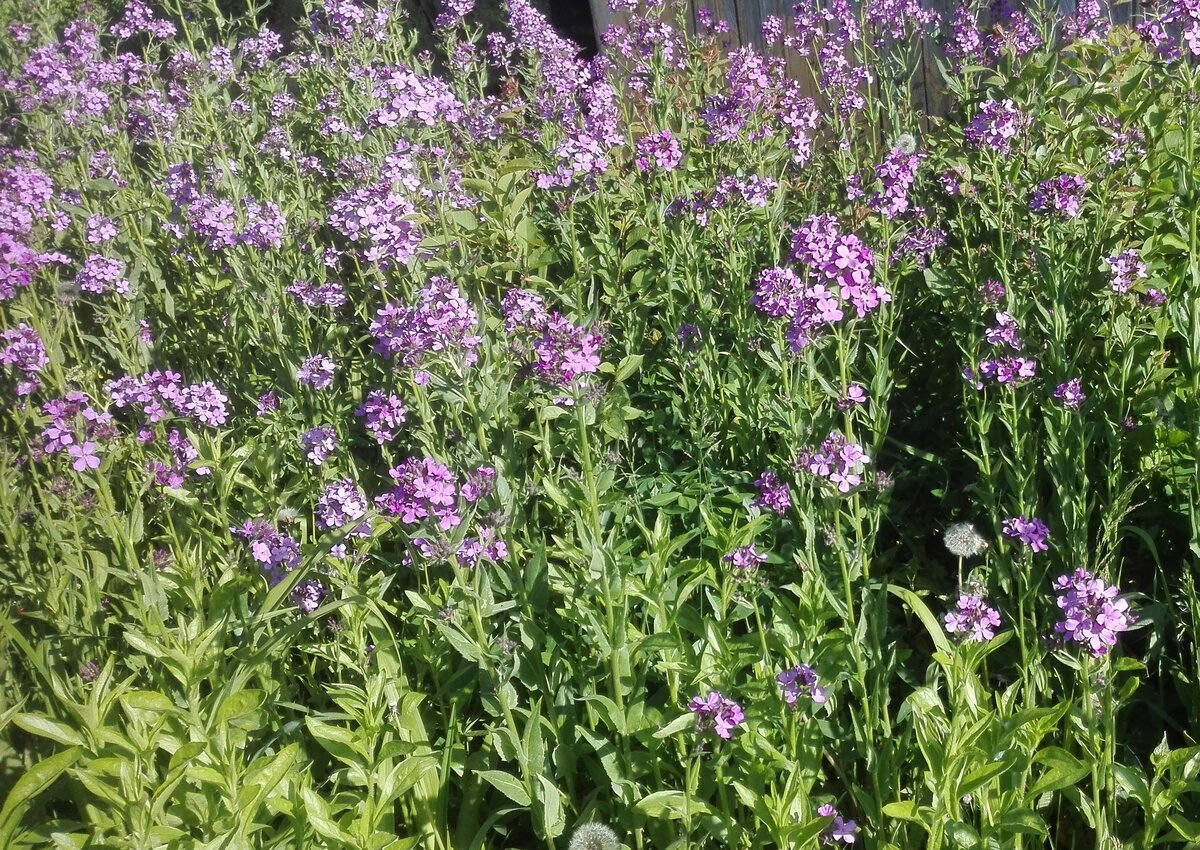 Вечерница (Hesperis).

 