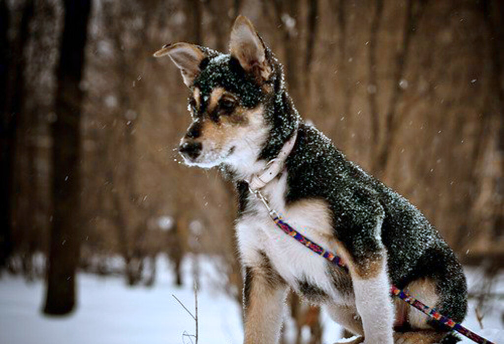 тут ей четыре месяца, еще не моя...