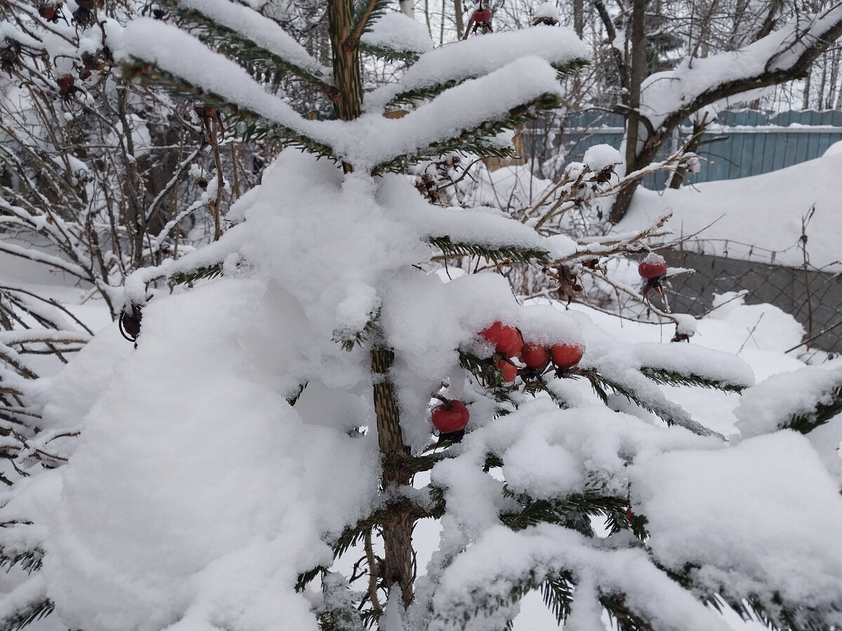 снежная красота зимы. красивая зима. снег на закате. снежный пейзаж. снежная красота зимы.