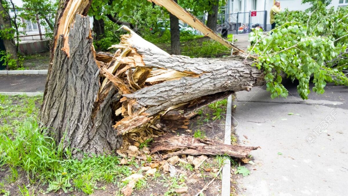 календарь грибника средней полосы россии. таблица роста грибов в подмосковье. с какого года можно собирать. с какого года можно собирать. таблица сбора грибов по месяцам.