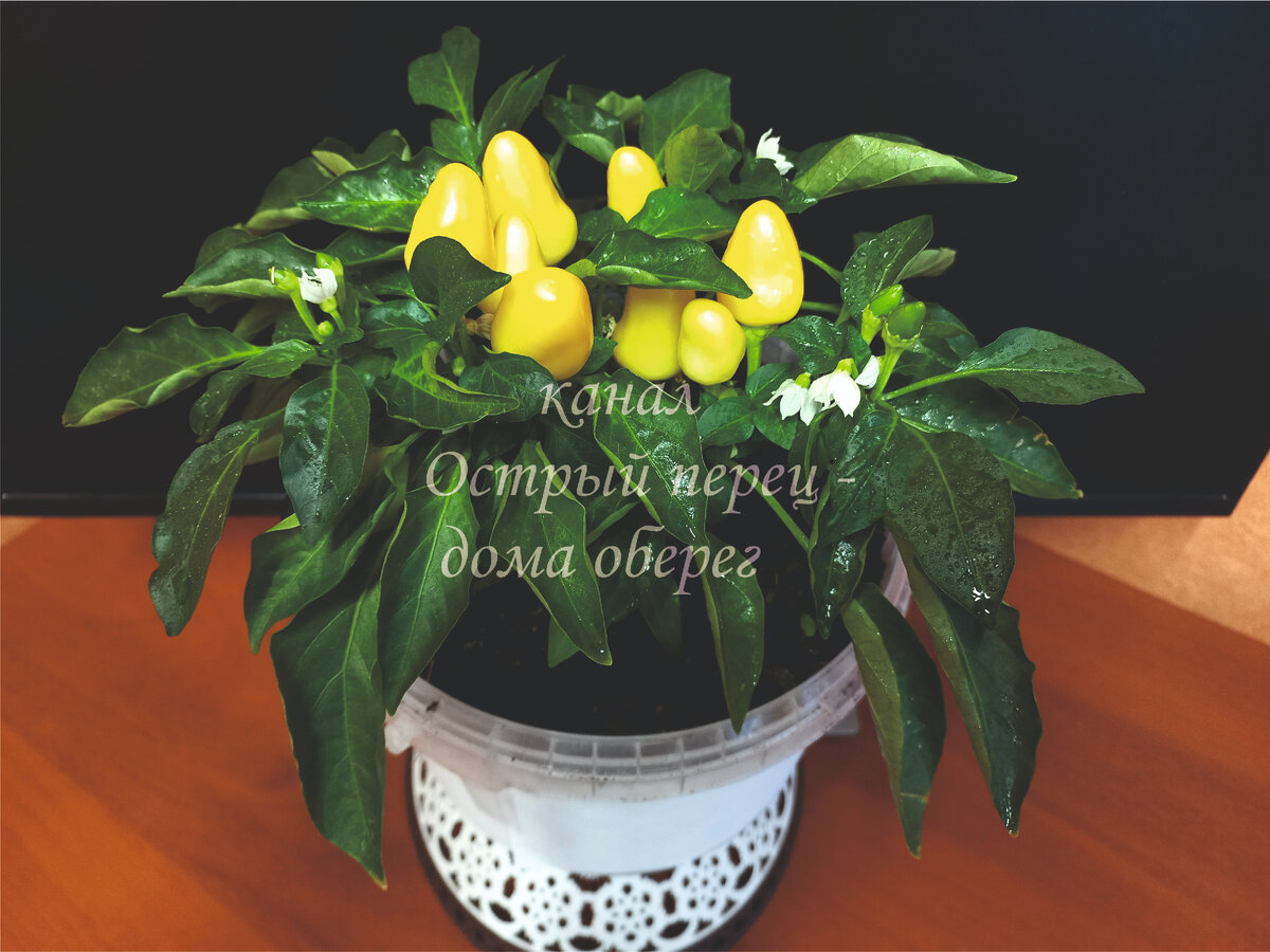 Острый перец «Егоза жёлтая»: крупные плоды на маленьком кустике