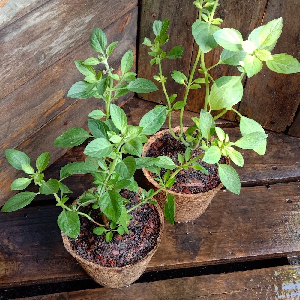 Базилик. Фото: kalamundaplants.com.au