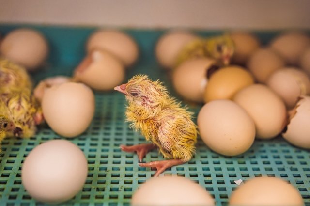 форум инкубаторы какой. форум инкубаторы какой. высокоточный инкубатор dh210l. инкубатор модели dh210l. инкубатор 1000 narxi.