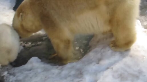 Белый медведь видео для детей