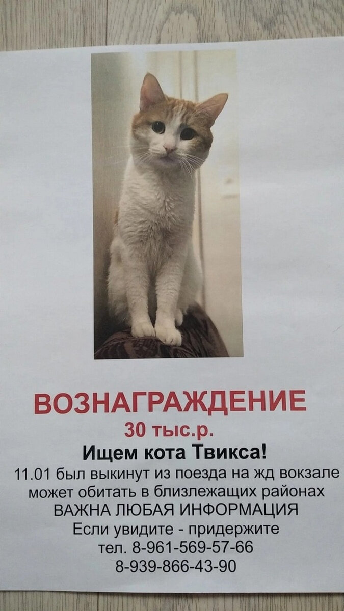 30 тысяч рублей за поиски кота? Мне одному кажется, что гораздо-гораздо дешевле обошлось бы заплатить нормальному адекватному сопровождающему, который бы в целости и сохранности доставил животинку по назначению, не допустив самопокидания последним "переноски" и купе и, как следствие, высаживания бедолаги на мороз, а? 
