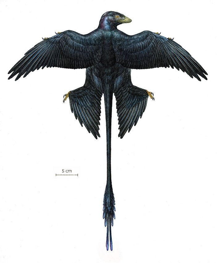 Реконструкция окраски микрораптора. Рисунок из статьи Q. Li et al., 2012. Reconstruction of Microraptor and the Evolution of Iridescent Plumage.