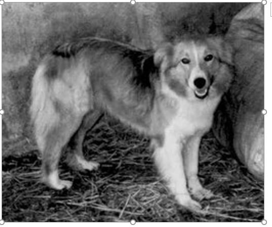 корень 59 х. почва с корнями текстура. текстура коряги. корни текстура. текстура корней дерева.