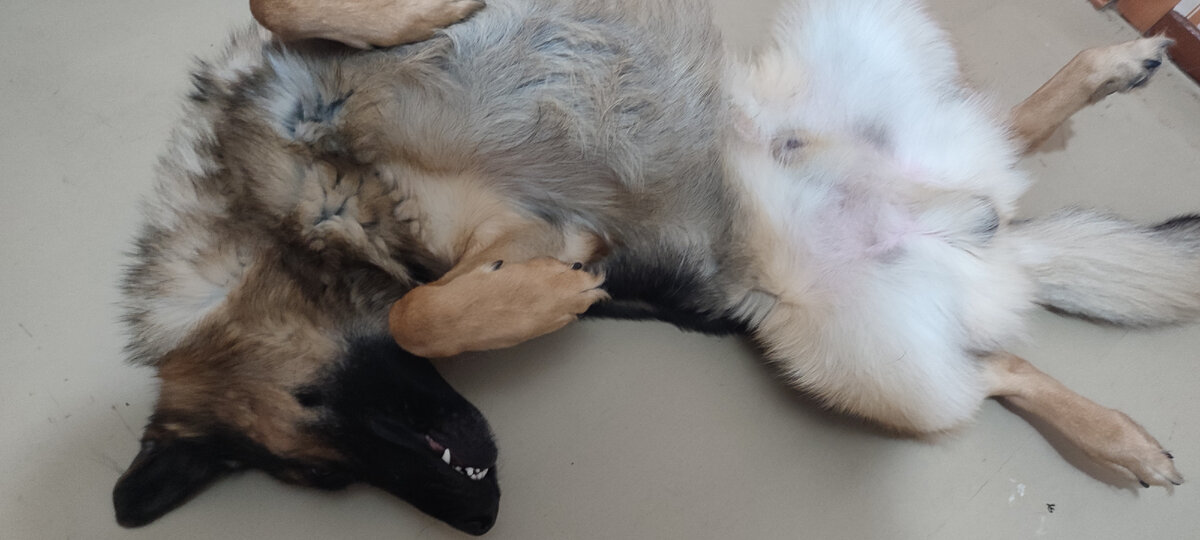 Ну и зря хозяйка, смотри сколько у меня пуха и шерсти есть, мне не жалко, я бы всё отдал 🤭