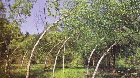 Фото из открытых источников Яндекс