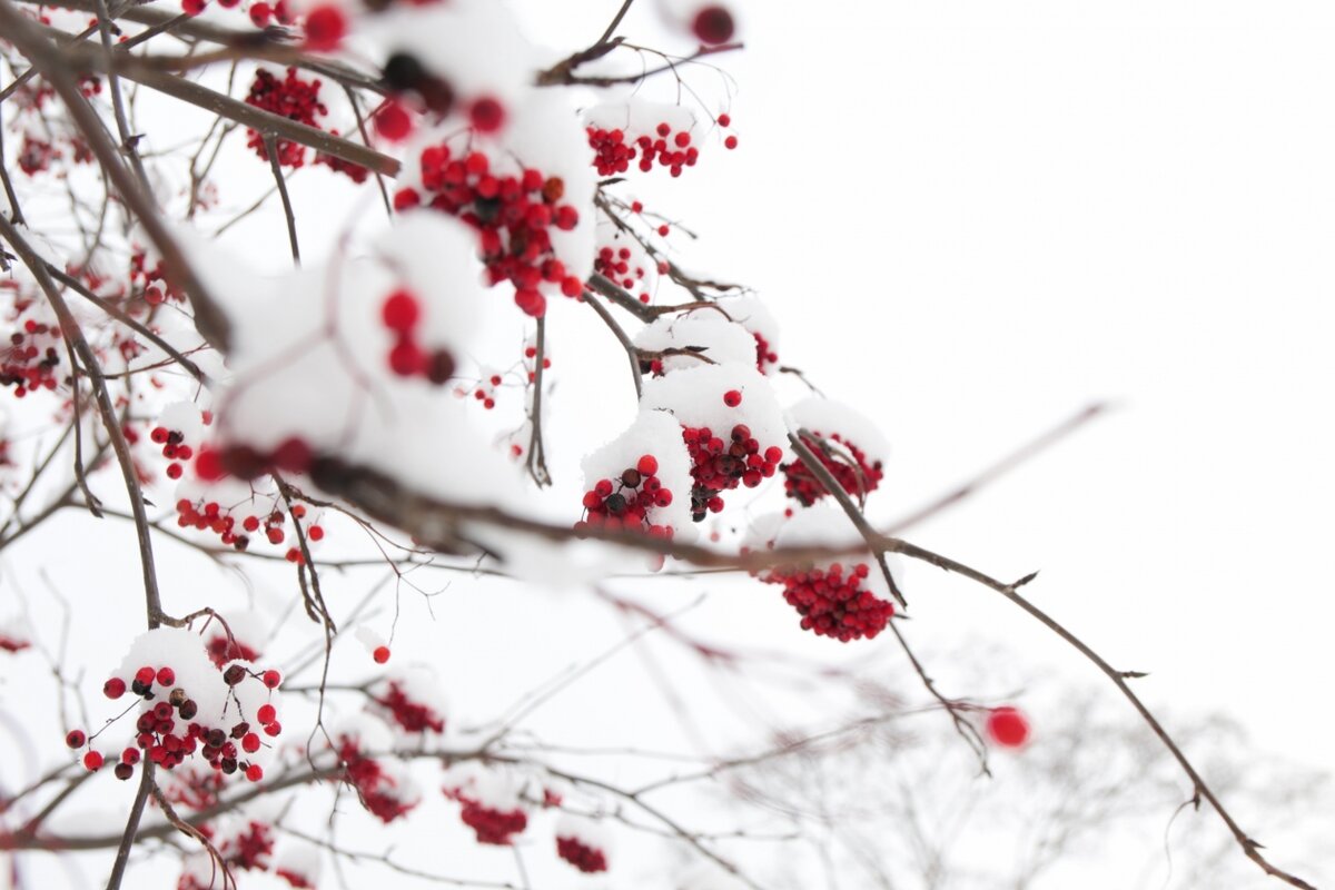 погода в красноярске сейчас. теплая погода. погода в красноярске на неделю 2023 декабря. погода в красноярске на неделю 2023 декабря. погода на январь 2023.