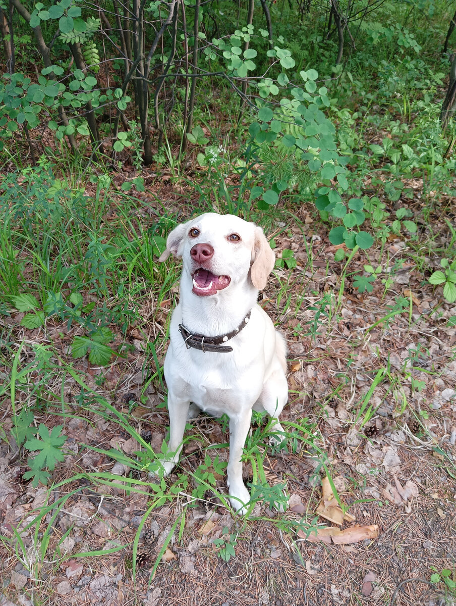 Слушаю тебя, хозяйка! Командуй!