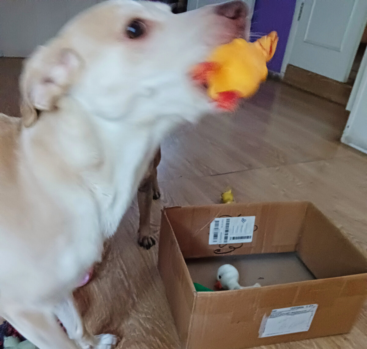 игра лицо собаки. мультяшное лицо собаки. маска собаки для детей. собака иконка. игра лицо собаки.