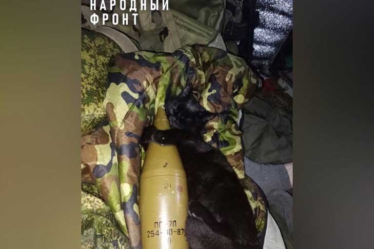 Кот Коптер. Фото из сообщества Народного фронта во «ВКонтакте».📷
