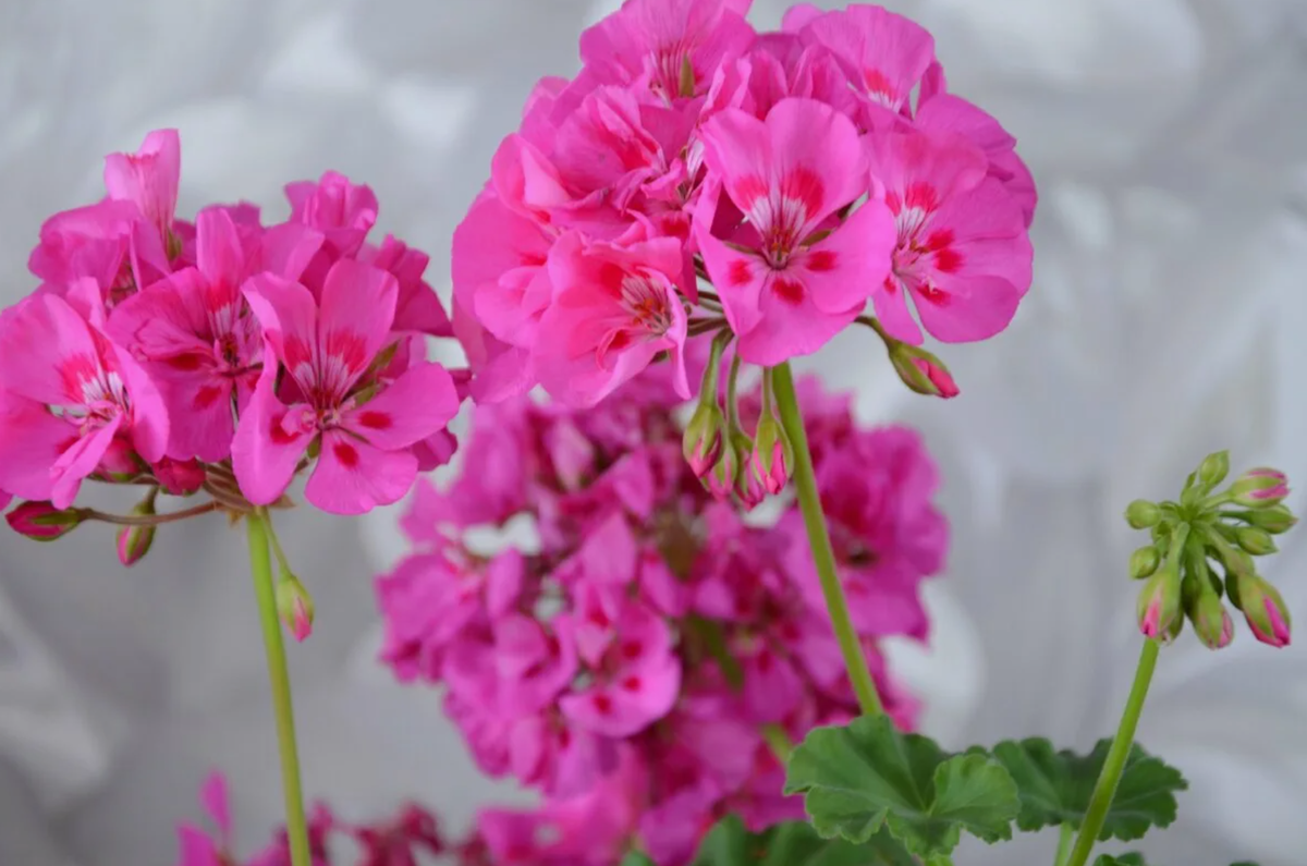 пеларгония зональная колорама. герань найт роуз. пеларгония зональная коралловая. пеларгония pac neona. зональная пеларгония какая.