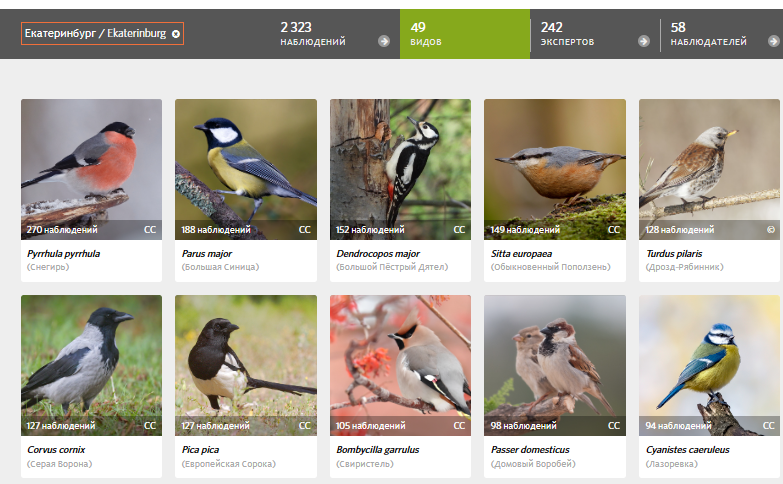 Птицы средней полосы. Каких птиц можно назвать. Лесные птицы названия. Зимующие птицы и перелетные птицы с названиями для детей. Птицы родного края.
