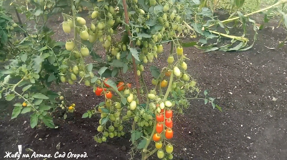 Кистевой , среднеспелый томат, выращиваю несколько лет из года в год. Рост его всегда ограничивала, в теплице не выращивала. Очень урожайный и эффектный.