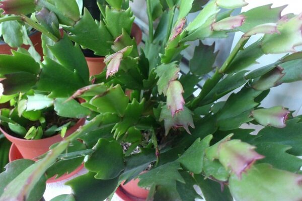 Можно переносить листья. Памятка перенос слов. Можно переносить листья. Перенос слов. Правило переноса слова 1 класс.