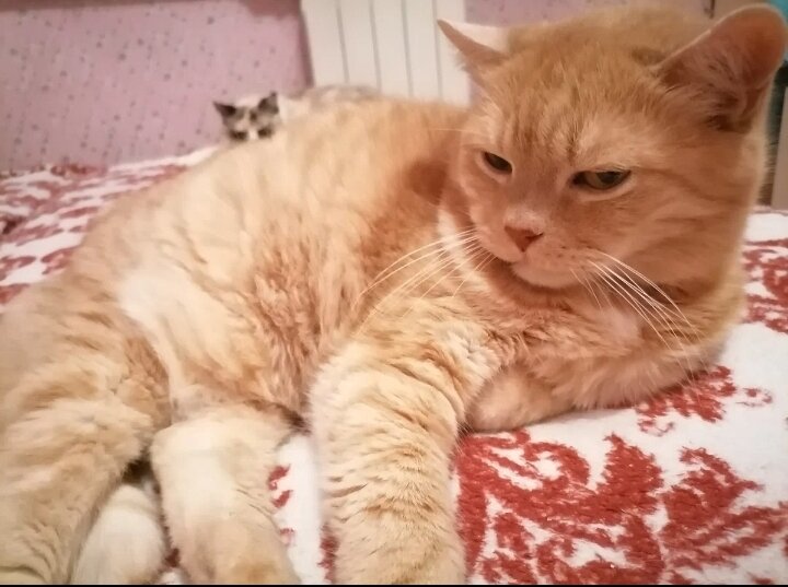 рассказы о поведении животных. как коты относятся к кошкам. значение кошек в жизни человека. как коты относятся к кошкам. много кошек на улице.