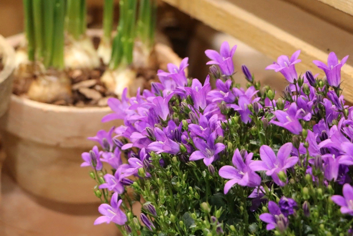 Кампанула в домашних условиях