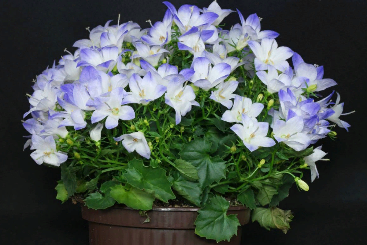 Комнатная кампанула