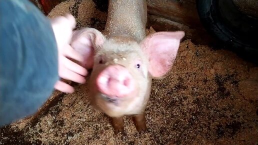 Новые видео с тэгом свинья