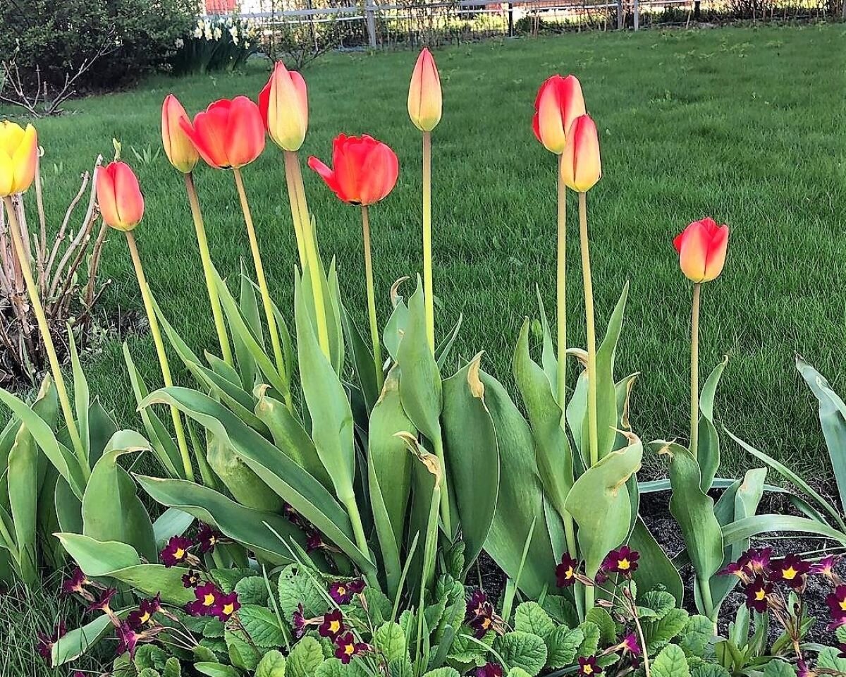 значение луковицы для растения. значение лука для человека. значение луковицы для растения. стеблевая часть луковицы это. характеристика лука репчатого.