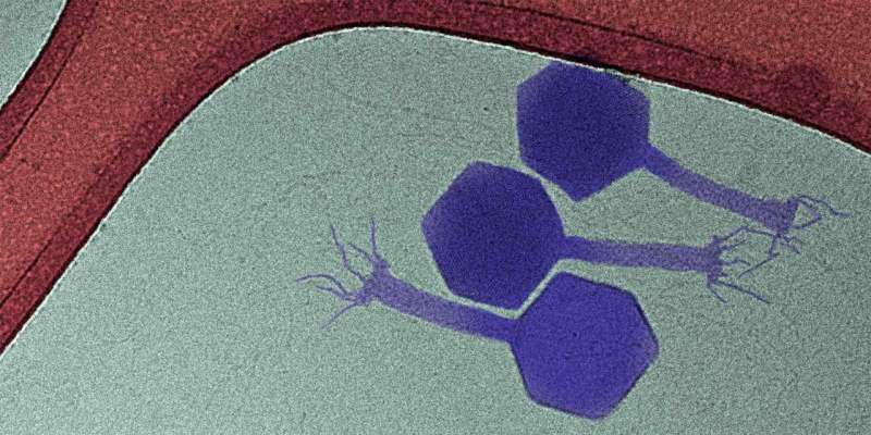 Фаг paride (фиолетовый) - один из немногих фагов, атакующих спящие бактерии. Иллюстрация: Enea Maffei / ETH Zurich