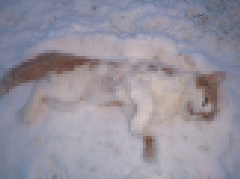 Фото с сайта megapolisonline.ru