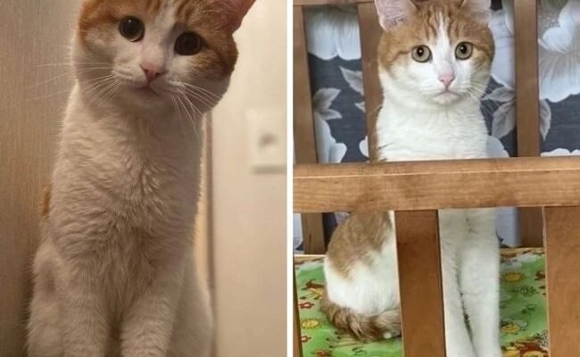 источник фото - https://newsinfo24.ru/?p=155670