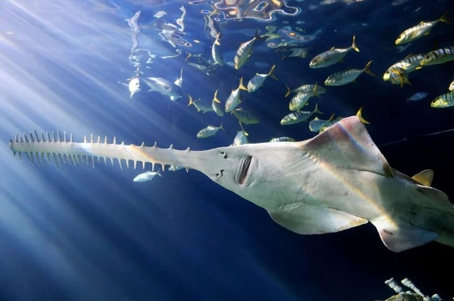 А это уже рыба-пила, и она - скат