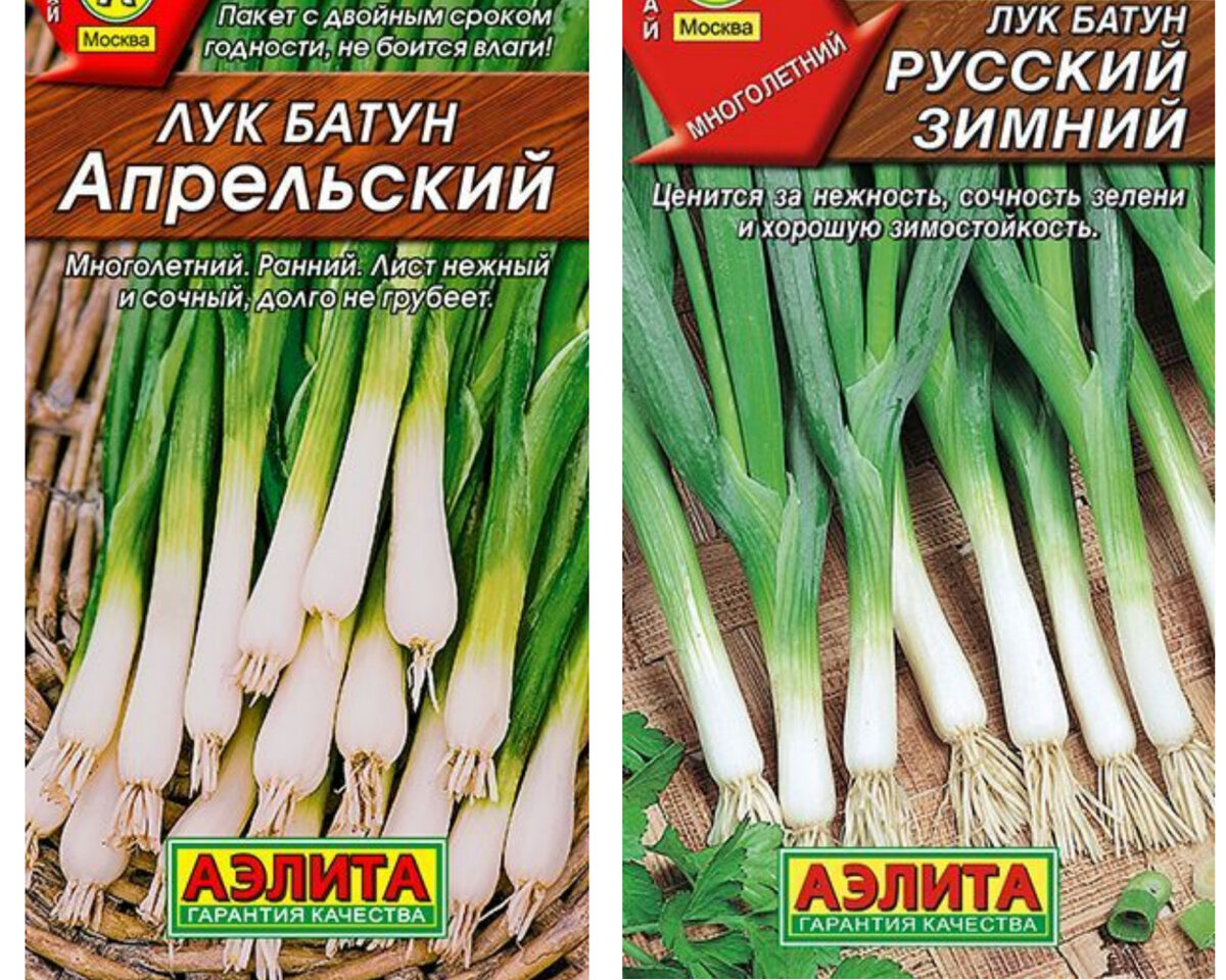 Многолетний лук на зелень сорта и описание: найдено 87 картинок