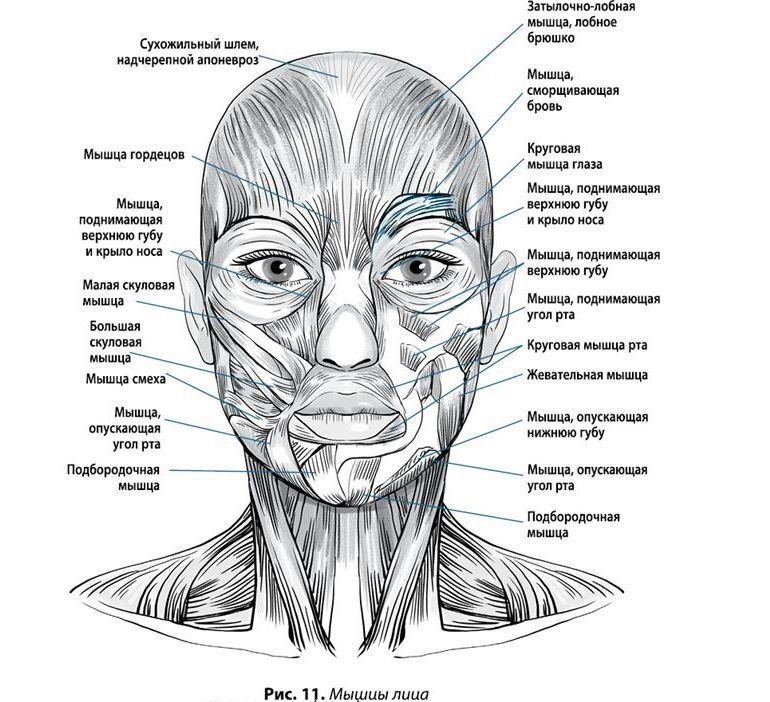 Линии мышц на лице