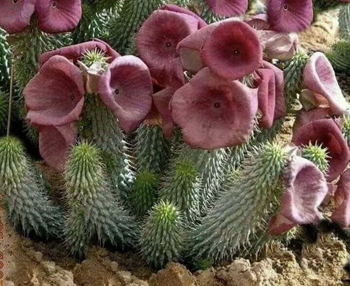 Длинный кактус молочай цветок. Цереус карнегия. Кактус карнегия гигантская. Нац парк сагуаро. Кактус карнегия гигантская цветы.