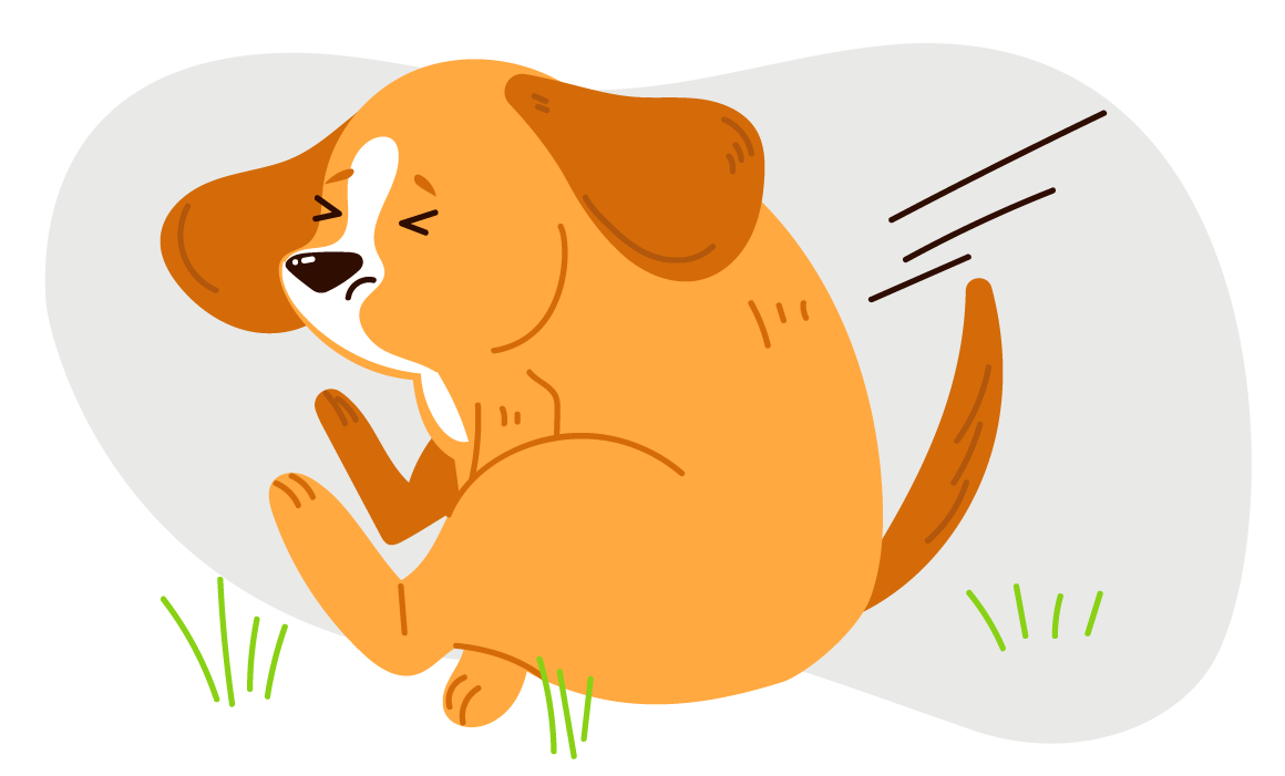 токсоплазмоз цикл развития. клинические симптомы бешенства. может ли человек заразиться глистами от кошки. кошачьи болезни передающиеся человеку. жизненный цикл тыквовидного цепня.