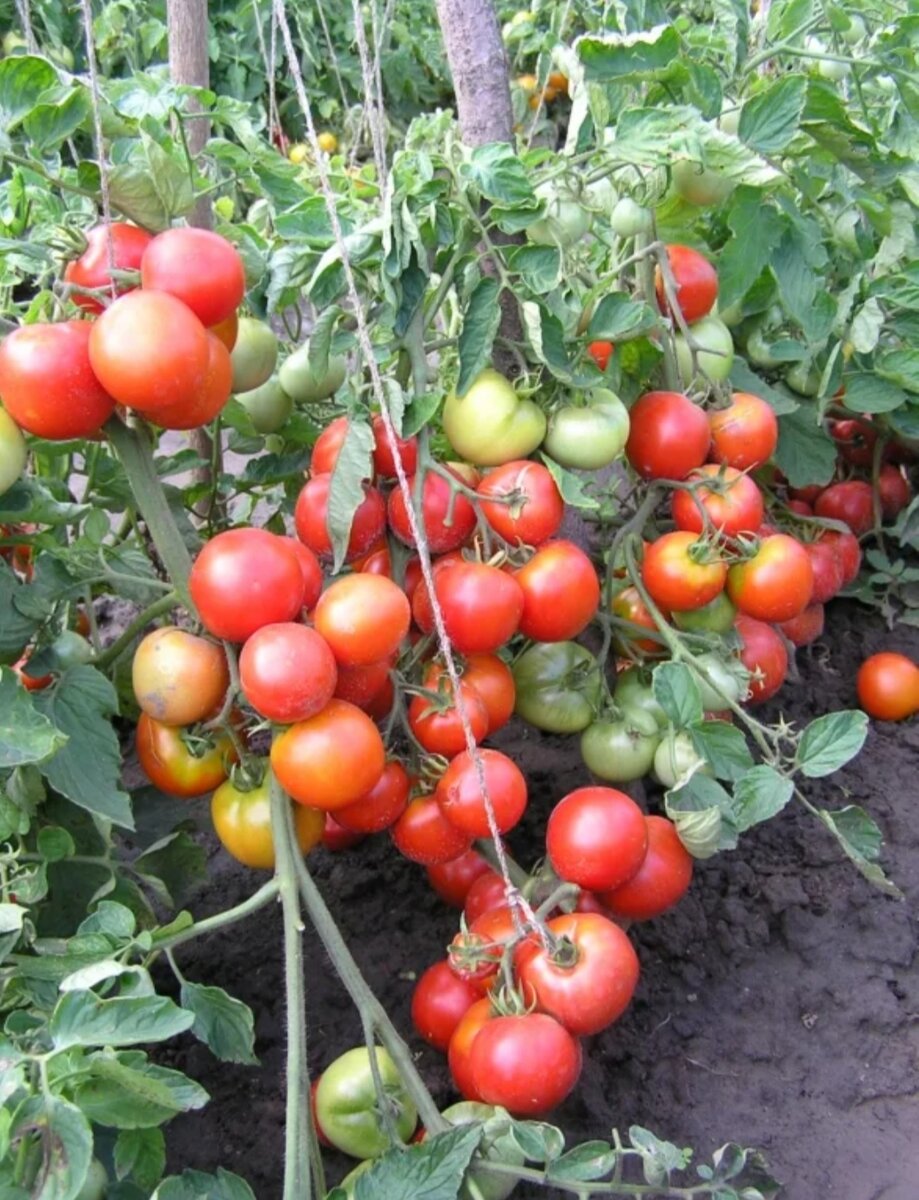 Томат ДЕМИДОВ