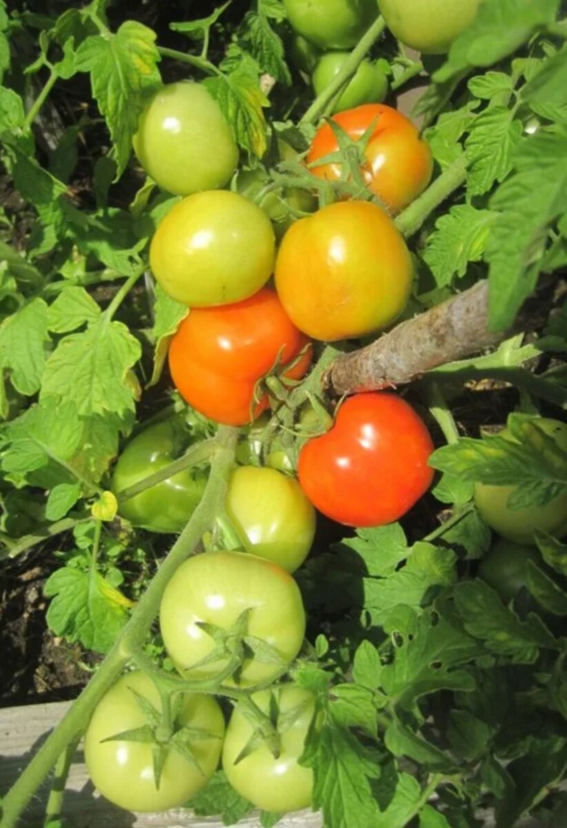 Томат СОЮЗ 8