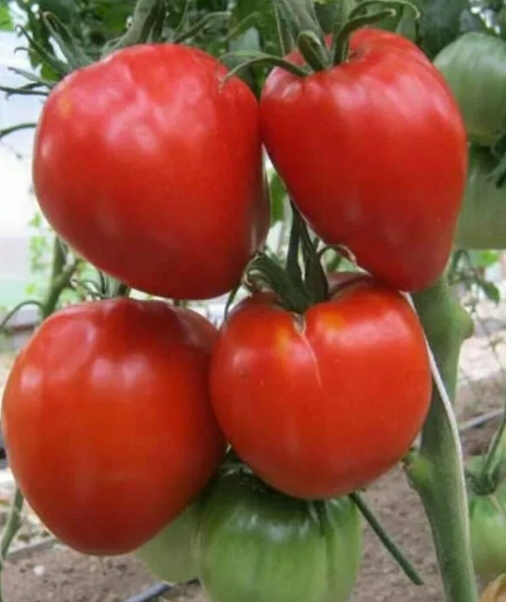 томат сердце красавицы. томат сердце красавицы. томат сердце красавицы. томат йетина мать. томат сердце красавицы.