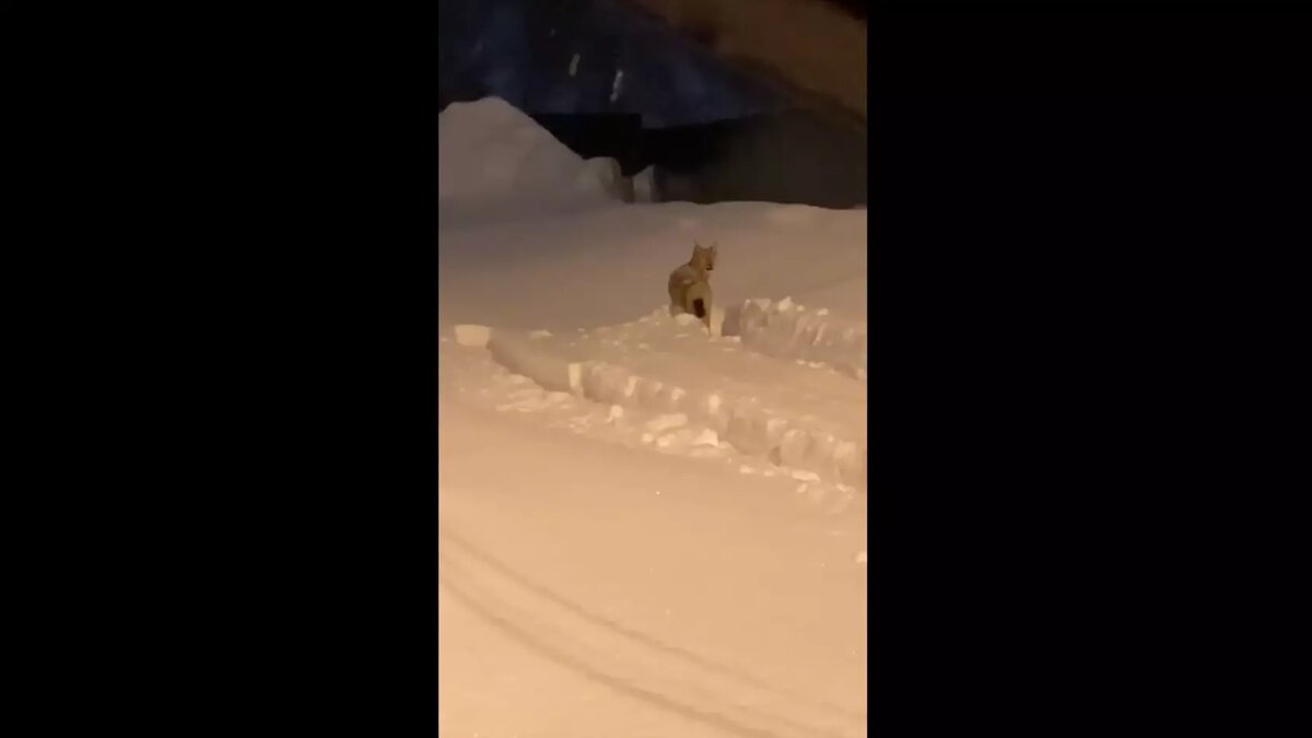    Хищница попалась на глаза жителям Приладожья, видео с рысью появилось в соцсетях.