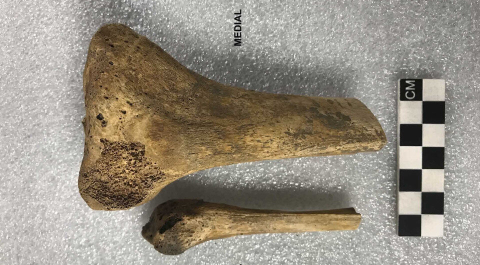   Nicole Hughes et al. / International Journal of Paleopathology, 2024