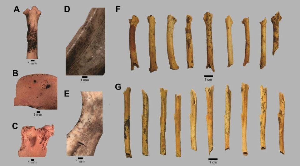   Cristian Kaufmann et al. / Journal of Paleolithic Archaeology, 2024