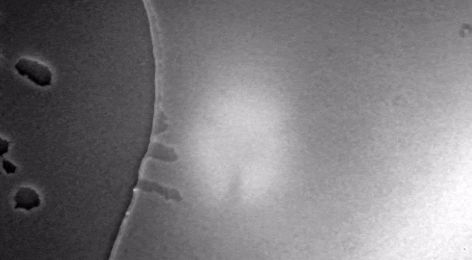   W David Jamieson et al. / BMC Microbiology, 2009